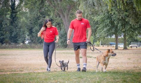 Dog Walker Crawley Pet Sitter Dog Boarding We Love Pets