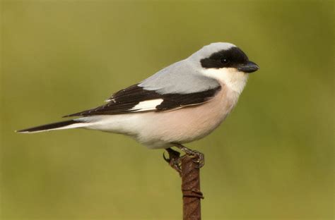 Lesser Grey Shrike by Jamie-MacArthur on DeviantArt