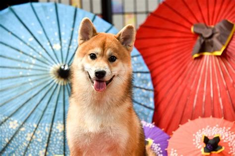 Shiba Inu Dog Breed Information And Characteristics Japanese Dog