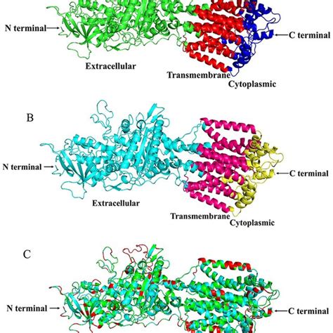 The Spatial Structure Of Human Npc1l1 A Tree Shrew Npc1l1 B And Download Scientific