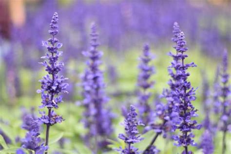 How to Care For Lavender Grosso – Gardener Report