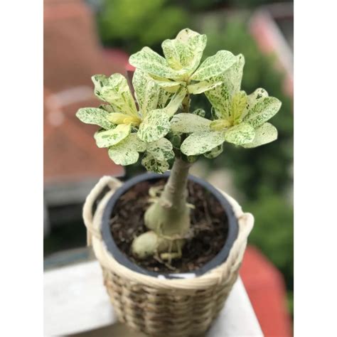 Rare Green Thailand Adenium Desert Rose Plant Seed With Variegated Siam