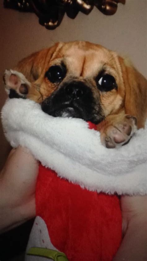 A Young Christmas Bailey Puggle