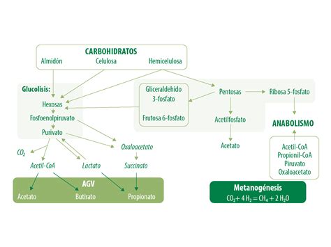 Metabolismo Ruminal De Los Cidos Grasos Vol Tiles Nutrinews