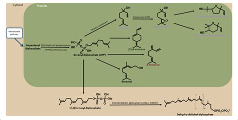 Terpene Biosynthesis Pathway The Schema Illustrates The Different