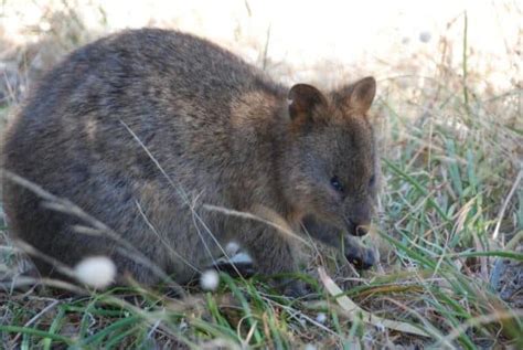 10 ข้อเท็จจริง Quokka ที่น่าทึ่ง Newagepitbulls