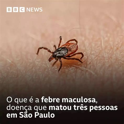 O Que A Febre Maculosa Doen A Que Matou Tr S Pessoas Em Sp Bbc