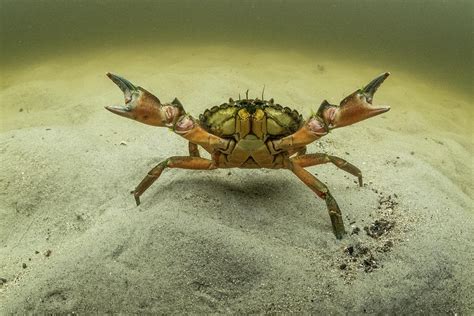 European Green Crab Kejimkujik Seaside Np Canada Photograph By Nick