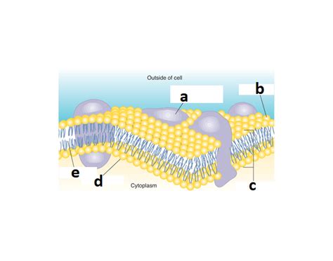 Bacterial cell membrane Quiz