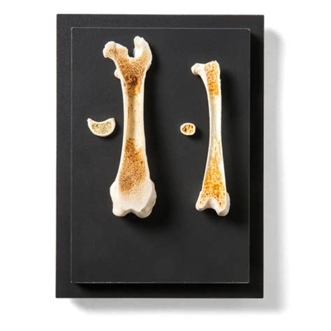 Structure of a Bird and a Mammal Bone Display | 1021045