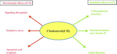 Beneficial and detrimental effects of cholesterol. Asterisk indicates ...