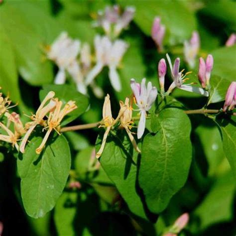 Tatarian Honeysuckle Lonicera Tatarica 20 Seeds