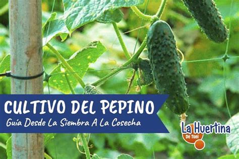 Antecedentes Pase A Ver Basura Planta De Pepino En Maceta Descodificar