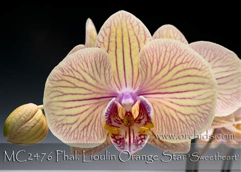 Phal Lioulin Orange Star Sweetheart X