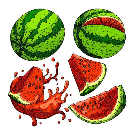 Premium Vector Watermelon Slice Set Sketch Hand Drawn Vector