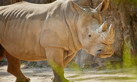 Southern White Rhinoceros :: Riverbanks Zoo & Garden