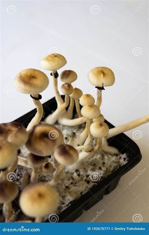 Psilocybin Cubensis Mushroom Growing Albino A Strain Stock Image