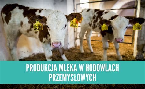 Jak Wygl Da Produkcja Mleka W Hodowli Przemys Owej