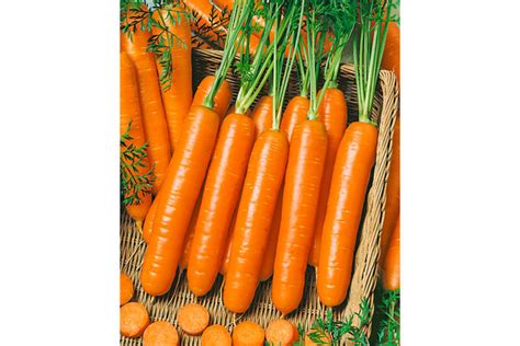 Top Carrot Varieties for 2019 - Growing Produce