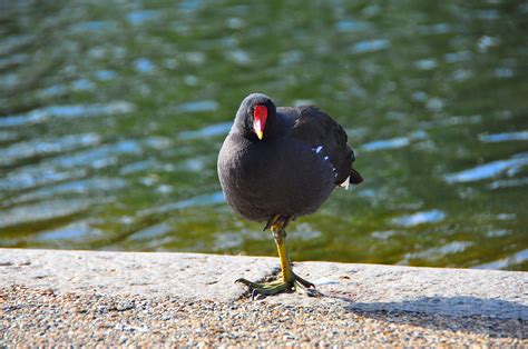 Purple Gallinule Bird Florida - Free photo on Pixabay - Pixabay