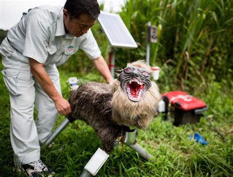 ‘super Monster Wolf Unleashed To Scare Pests Away From Japanese Farms