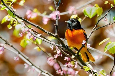 45 Best Spring Bird Photos Ever - Birds and Blooms