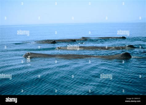 Sperm Whale (Physeter macrocephalus) pod showing logging behavior in ...