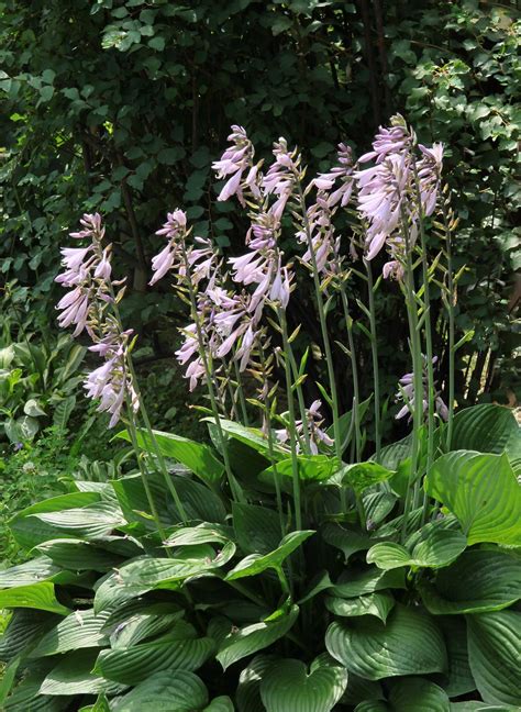 Funkia Fortune a Hosta Fortunea Hosta fortunei opis wygląd