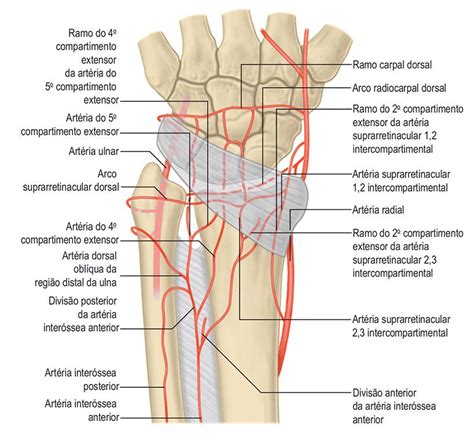 Artérias do Membro Superior Anatomia Online