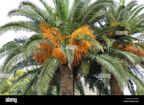 Palm Tree With Fruits Hi Res Stock Photography And Images Alamy