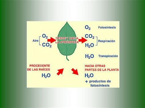 SOLUTION: Fisiologia vegetal fotosintesis 1 - Studypool