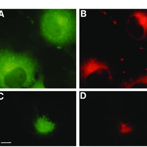 Axonal Localization Of Bdnf Gfp In Cortical Neurons Cortical Neurons