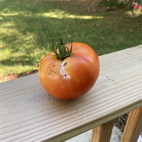 What causes this? : r/tomatoes