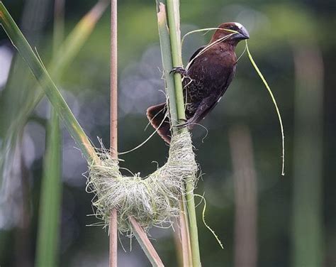 Textile in the Trees: Weaver Bird Nests | Garden Design