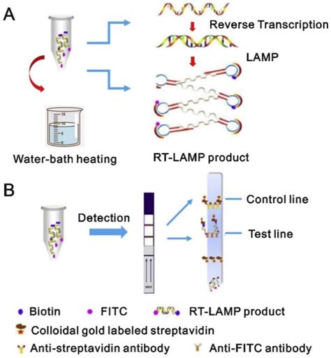 Cimb Free Full Text Era Of Molecular Diagnostics Techniques Before