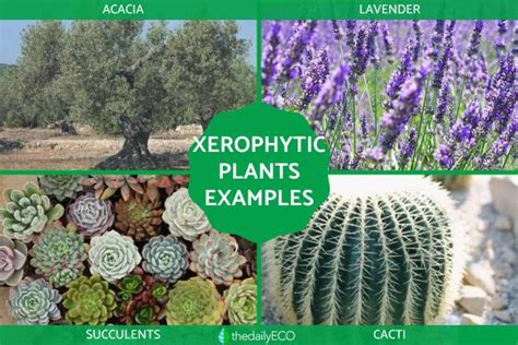 Xerophytes - Definition, Types and Examples of Xerophytic Plants