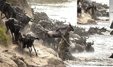 Crocodile Catches Wildebeest And Drags It Into A River In Kenya Daily