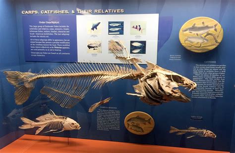 Fish Skeleton Natural History Museum 5 13 2018 2 Flickr