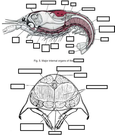 Arthropods 3 Diagram Quizlet