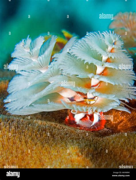 CHRISTMAS TREE WORM Stock Photo - Alamy