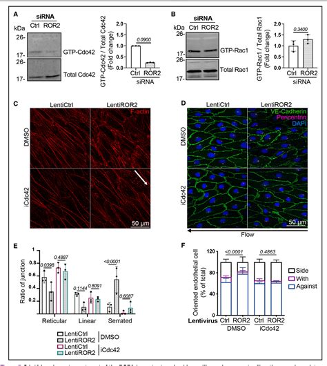 Figure 7 From ROR2 PCP A New Pathway Controlling Endothelial Cell