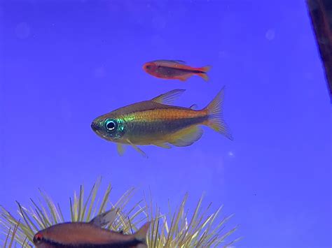 Phenacogrammus Aurantiacus Blue Eyed Congo Tetra Aquatic Avenue Online Store