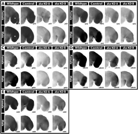 Dsx Is A Regulator Of Sex Specific Gene Expression In The A Aegypti Download Scientific