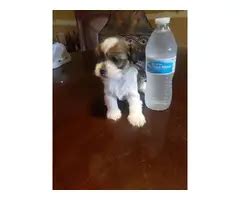 Lhasa Apso Puppies in Grand Rapids - Puppies for Sale Near Me