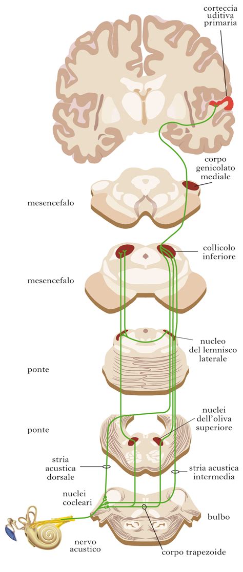 Udito In Dizionario Di Medicina Treccani Treccani