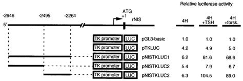 Hormonal Regulation Of The Promoter Activity Of Rnis Tkluc Chimeric