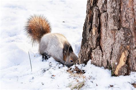 Smerek Pogoda Na Dzisiaj Warunki Pogodowe Bieszczady