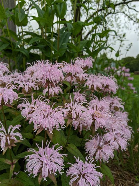 Sow Wild Natives-Bradbury's Bee Balm (Monarda bradburiana)