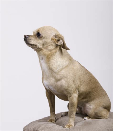 Fantastic Information About the Maltese-Chihuahua Mix (Malchi) - DogAppy