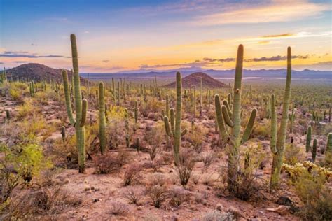 Do Cacti Produce Oxygen The Science Behind Photosynthesis Plant Grower Report